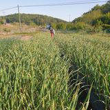 팜모닝 마늘·영농일지 게시글 이미지