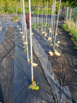 용팔님의 참깨 · 영농일지 작성글 사진