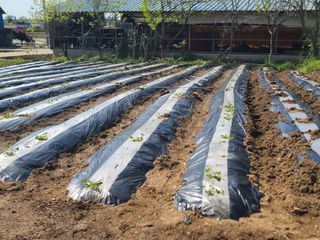 초짜농부님의 기타작물 · 영농일지 작성글 사진