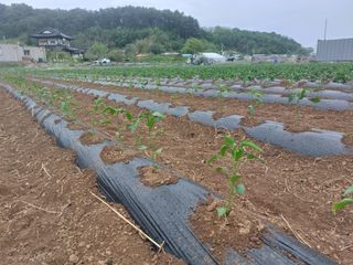정연국님의 고추 · 영농일지 작성글 사진