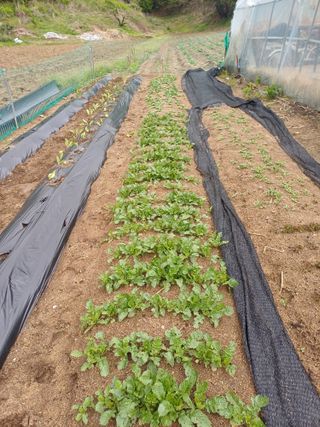 인산님의 기타작물 · 영농일지 작성글 사진