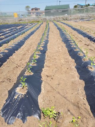 강성구님의 기타작물 · 영농일지 작성글 사진