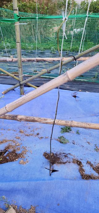 안뜰그랑님의 기타작물 · 영농일지 작성글 사진