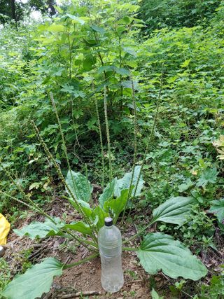 무료지식나눔 팜닥터님의 기타작물 · 영농일지 작성글 사진