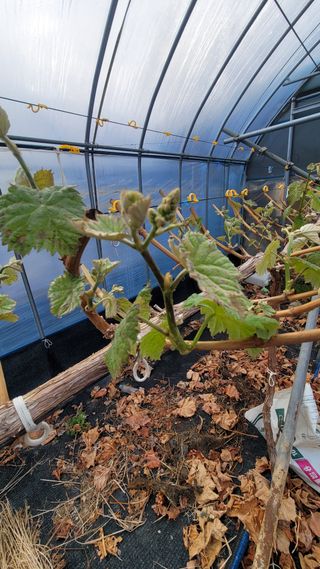 여우내 이순홍님의 포도 · 영농일지 작성글 사진