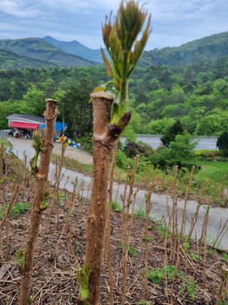 팜모닝회원 정정섭 님의 두릅 · 영농일지 작성글 사진