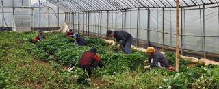 강선미님의 기타작물 · 영농일지 작성글 사진