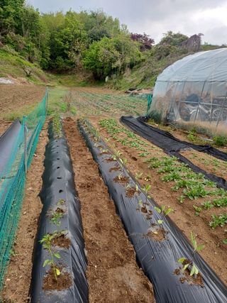 인산님의 기타작물 · 영농일지 작성글 사진