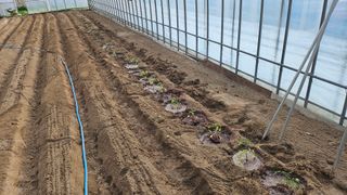 김남근님의 토마토 · 영농일지 작성글 사진