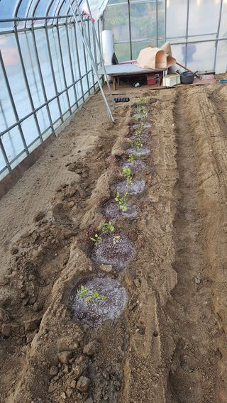 김남근님의 토마토 · 영농일지 작성글 사진