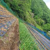 팜모닝 마늘·영농일지 게시글 이미지