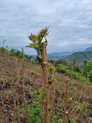 팜모닝회원 정정섭 님의 두릅 · 영농일지 작성글 사진