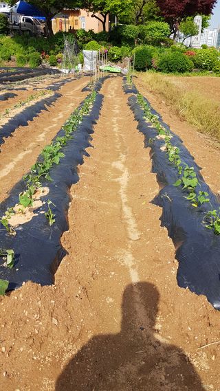 써니님의 고구마 · 자유게시판 작성글 사진