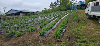 김우진님의 감자 · 자유게시판 작성글 사진