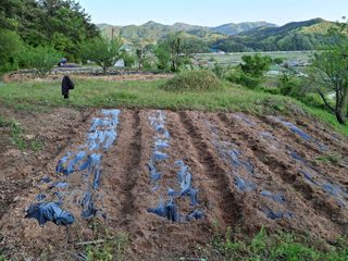 형남영님의 기타작물 · 영농일지 작성글 사진