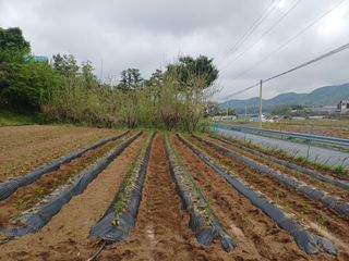 인산님의 기타작물 · 영농일지 작성글 사진