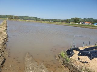 오경님의 벼 · 영농일지 작성글 사진