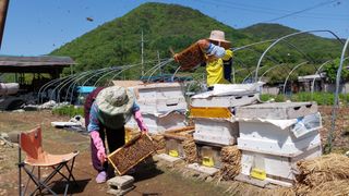 유병욱님의 벼 · 영농일지 작성글 사진