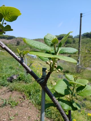 무료지식나눔 팜닥터님의 기타작물 · 영농일지 작성글 사진