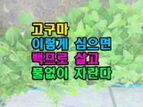 팜모닝 기타작물·영농일지 게시글 이미지