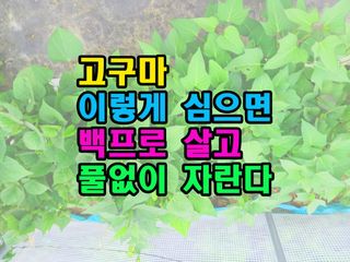 꿈꾸는텃밭님의 기타작물 · 영농일지 작성글 사진