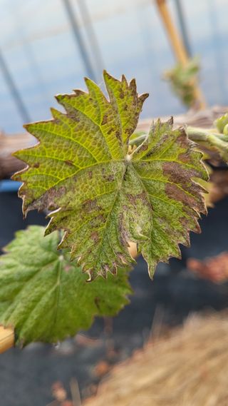 여우내 이순홍님의 포도 · 영농일지 작성글 사진
