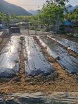 팜모닝 참깨·영농일지 게시글 이미지