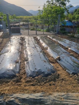 용팔님의 참깨 · 영농일지 작성글 사진