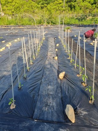 용팔님의 참깨 · 영농일지 작성글 사진