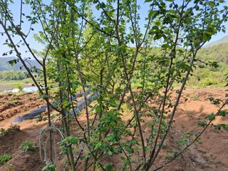 형남영님의 기타작물 · 영농일지 작성글 사진