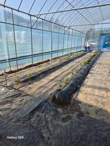 팜모닝 고추·영농일지 게시글 이미지