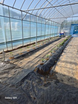 한양희님의 고추 · 영농일지 작성글 사진