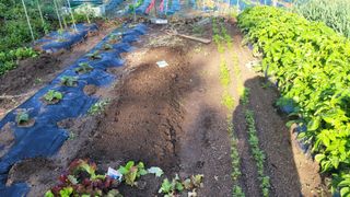 김영규님의 시금치 · 영농일지 작성글 사진