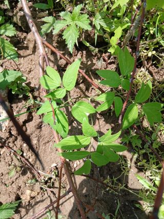무료지식나눔 팜닥터님의 기타작물 · 영농일지 작성글 사진