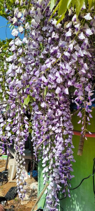 한성님의 감자 · 영농일지 작성글 사진