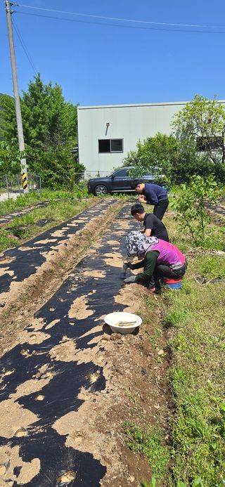 돌복숭아님의 고구마 · 영농일지 작성글 사진