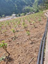 팜모닝 두릅·영농일지 게시글 이미지