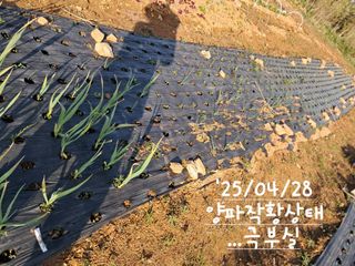 kh글로벌님의 양파 · 영농일지 작성글 사진