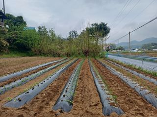 인산님의 기타작물 · 영농일지 작성글 사진