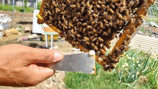 유병욱님의 벼 · 영농일지 작성글 사진