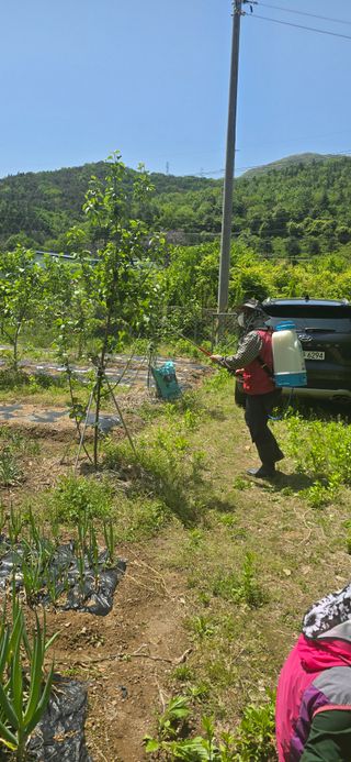 돌복숭아님의 고구마 · 영농일지 작성글 사진
