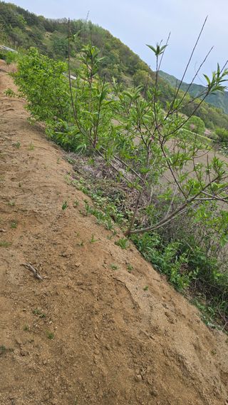 전영순님의 기타작물 · 영농일지 작성글 사진