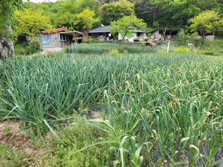 양배추9402님의 마늘 · 영농일지 작성글 사진