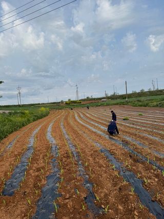 강선미님의 기타작물 · 영농일지 작성글 사진