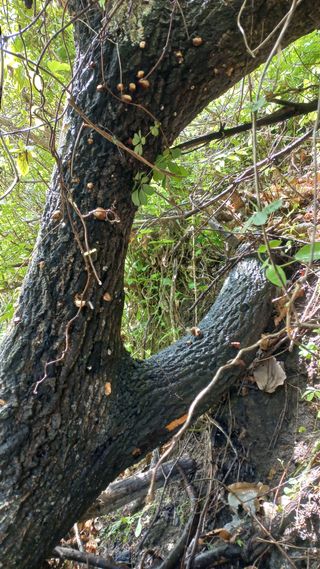 초보 구찌뽕님의 버섯 · 영농일지 작성글 사진