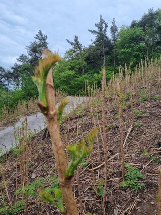팜모닝회원 정정섭 님의 두릅 · 영농일지 작성글 사진