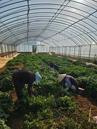 강선미님의 기타작물 · 영농일지 작성글 사진