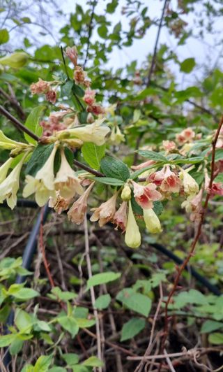 팜모닝회원 정정섭 님의 두릅 · 영농일지 작성글 사진