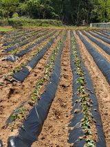 팜모닝 기타작물·영농일지 게시글 이미지