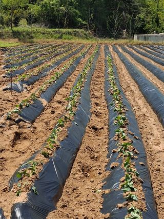 윤영숙소화데레사님의 기타작물 · 영농일지 작성글 사진